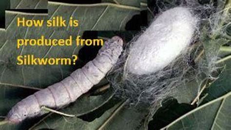 Silkworm Silk