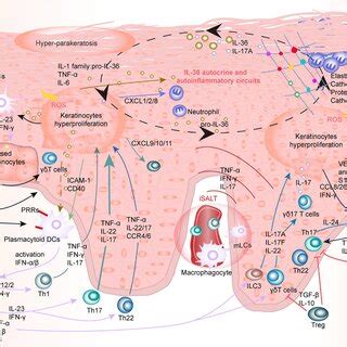 Dysfunctional different cell types (KCs, skin-resident and... | Download Scientific Diagram