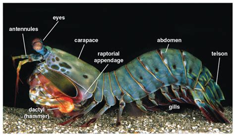 Paper, Extreme impact and cavitation forces of a biological hammer: strike forces of the peacock ...