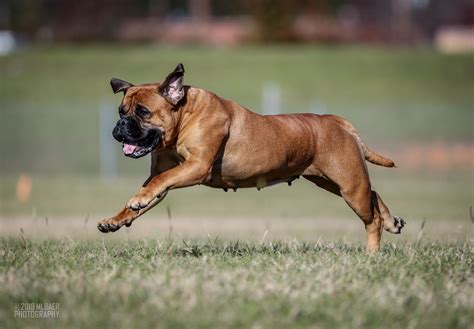 Health - The American Bullmastiff Association