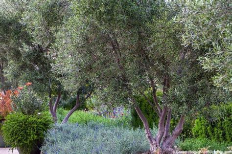 Fruitless Olives? - Summer-Dry | Celebrate Plants in Summer-Dry Gardens