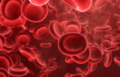 Erythrocytes: What are they? Characteristics, Functions, Nutrition and ...