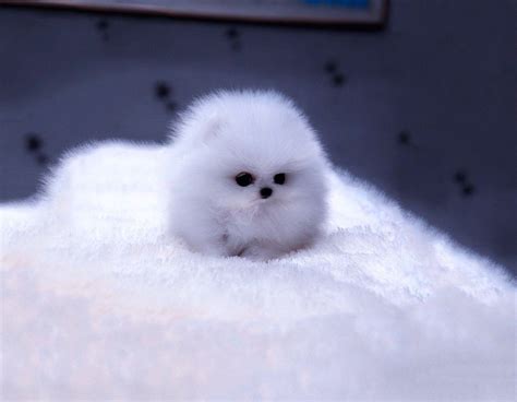 Fluffy Puppies Wallpapers - Wallpaper Cave