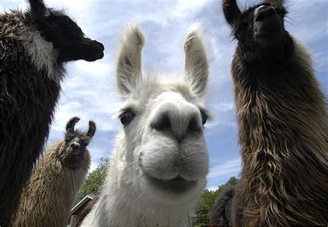 Funny llama pics |Funny Animal