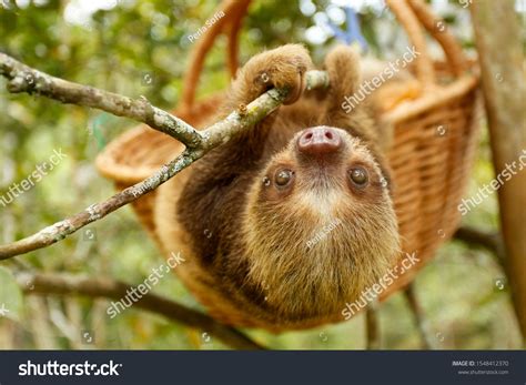 \nsloths (sloth) of an animal rescue center feed on a tree #Ad , #spon, #animal#sloth#nsloths# ...