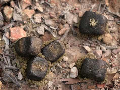 The mystery of how, and why, wombats produce cubic poop