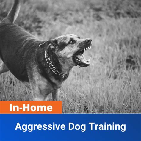 In-Home Aggressive Dog Training | Off Leash K9 Training Des Moines