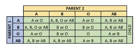 Why Do We Have Different Blood Types? A Look at Evolution and ...