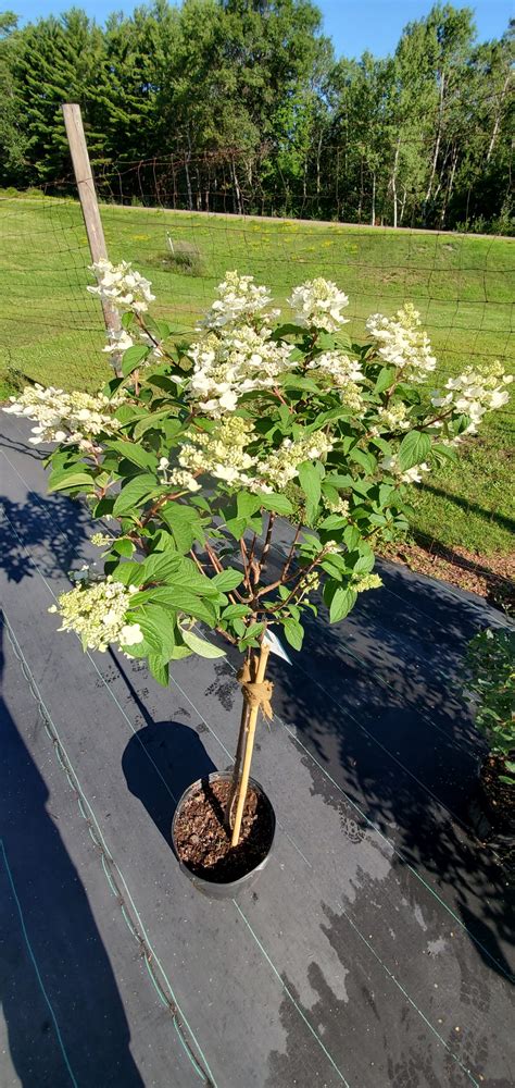 Hydrangea Tree, Fire and Ice - Birchfield Nurseries