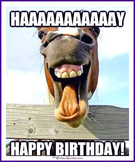 Happy Birthday Memes With Funny Cats, Dogs And Animals