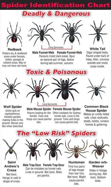 Pin by Kara Hargrave on Other | Spider identification chart, Spider identification, Survival ...