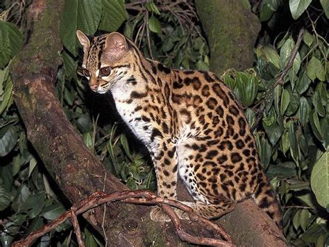 Geoffrey's cat (Oncifelis geoffroyi) Geoffroy's cats inhabit the Andes ...