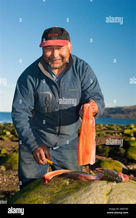 An Inuit fishing guide fillets the fish caught fly fishing in the ...