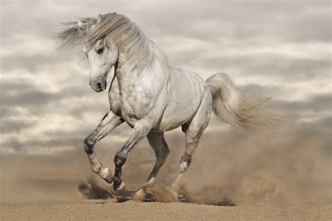 8k Horse Wallpapers - Top Free 8k Horse Backgrounds - WallpaperAccess