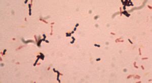 bacteroides-fragilis