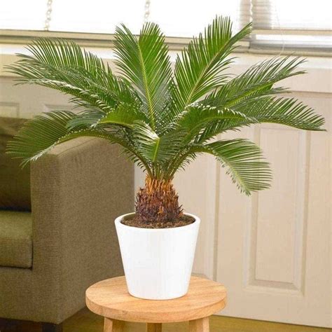 All You Need To Know About Sago Palm Seeds - Planting Guide, Tips And More - [Updated September ...