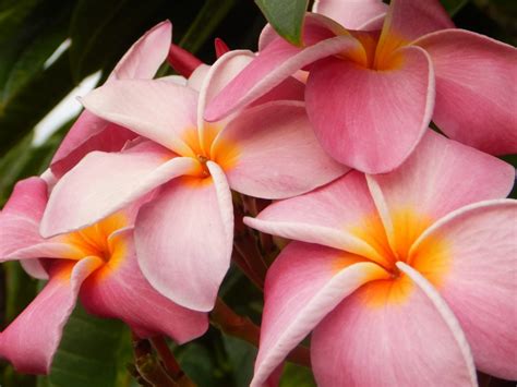 Gorgeous Hawaiian flowers - Enjoy Earth