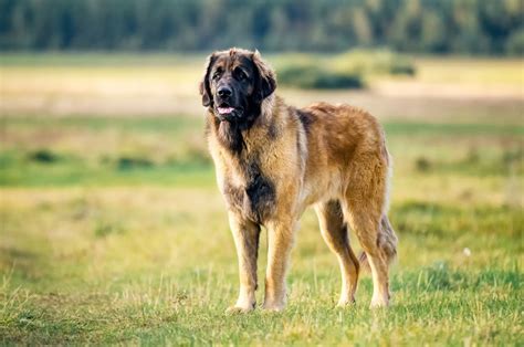 Detailed Leonberger Growth Chart For All Dog Lovers