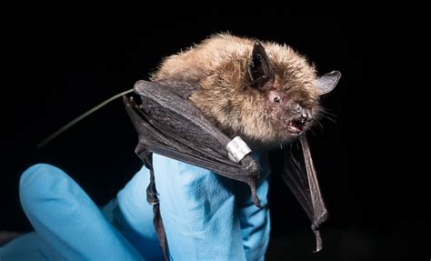 Yuma Myotis: Alaska's new bat | Outdoors | newsminer.com