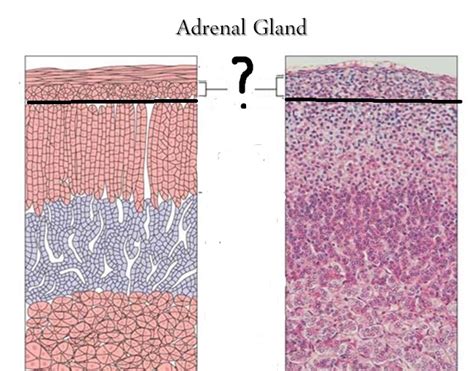 Level 15 - Endocrine Histology - Anatomy and Physiology I - Memrise