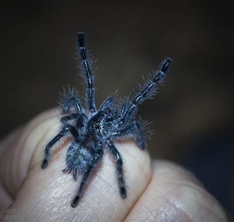 Caribena versicolor Spiderling | Arachnoboards