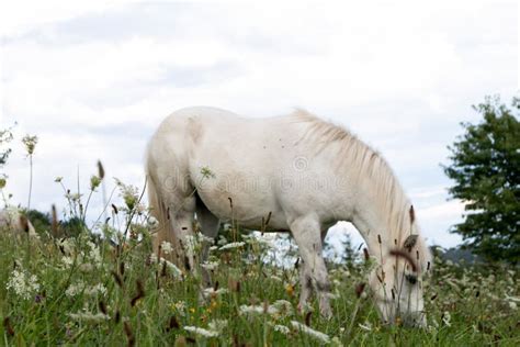 Farm Animals in the Countryside. Stock Image - Image of agriculture, rest: 240720825