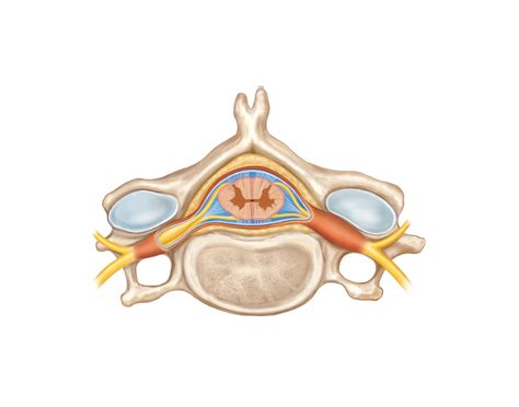 FIGURE 28.03 Spinal cord Quiz