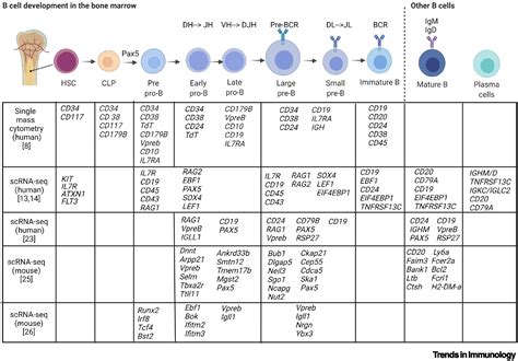 Unraveling B cell trajectories at single cell resolution: Trends in Immunology