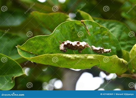 Hornet nest stock image. Image of hornet, insect, wrapped - 43168369