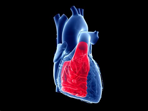 Right Ventricle Anatomy, Function, and Dysfunction