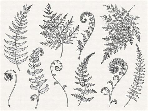 Fern Clipart Hand Drawn Fern Line Art Black and White - Etsy UK | Fern tattoo, Vine tattoos ...