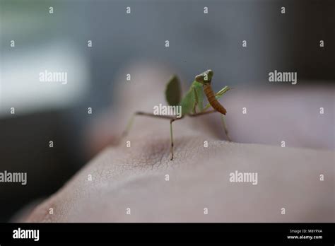 Baby Praying Mantis Eating A Meal(worm) On My Hand Stock Photo - Alamy