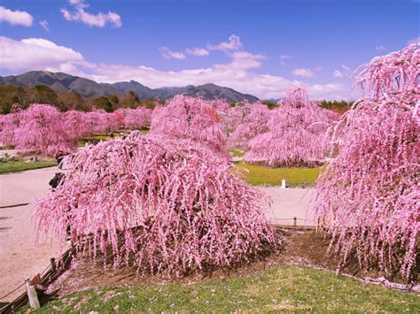 Japan Plum Blossom Season 2024 - Tera Abagail