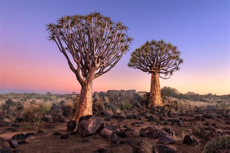 Quiver Trees at Dawn, Namibia — Steemit