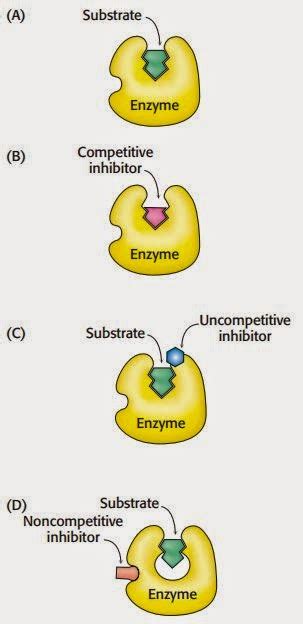 Competitive, uncompetitive and non competitive enzyme inhibitors ~ Medicine Hack