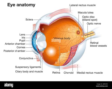 Anatomical accurate human eye anatomy, labeled Stock Photo - Alamy