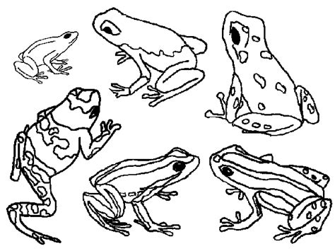 Poison Dart Frog coloring page - Animals Town - Animal color sheets Poison Dart Frog picture