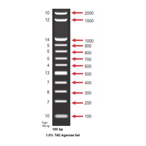 100 bp DNA Ladder – Ayonex USA