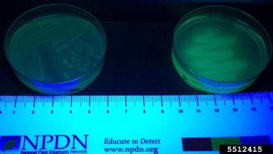 bacterial soft rot (Pectobacterium carotovorum ) on King's B medium (Bacterial Selective Media ...