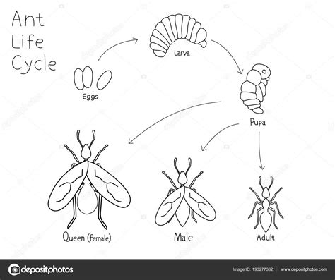 Simple Drawing Ant Life Cycle Black White Vector Illustration — Stock Vector © YuliaShlyahova ...