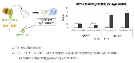 Kiwi may develop allergies even if it adheres to the skin, Kinki University identifies the ...