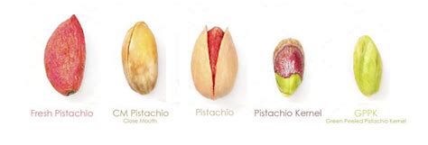 How the pistachio tree grows