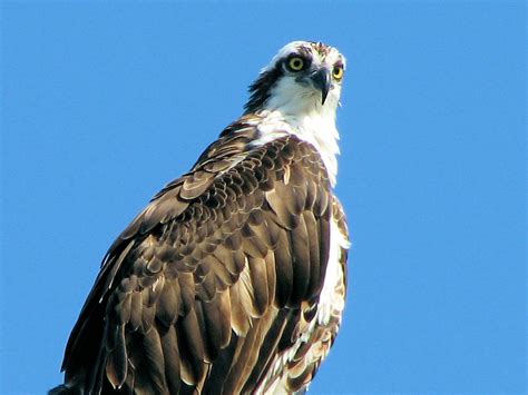 Osprey-fish hawk | Osprey - Pandion haliaetus As its other c… | Flickr