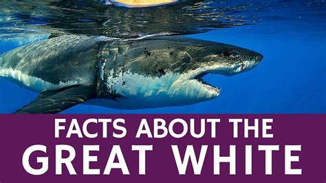 All about Great White Sharks – Educational Facts and Video Presentation - YouTube