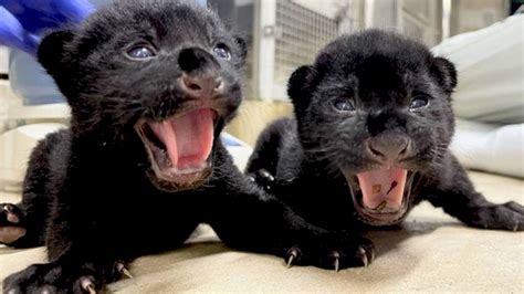 Born of 2 Black jaguar cubs for the first time in 8 years in Japan Zoo ...