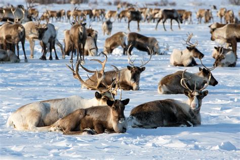 Siberia's Reindeer Herders In Pictures — Inertia Network