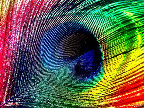 Download Wallpapers, Download 2560x1920 feathers rainbows peacocks ...