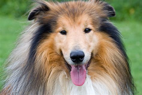 Rough Collie Dog Free Stock Photo - Public Domain Pictures