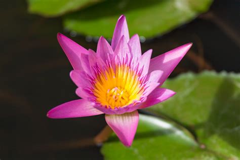 nymphaea lotus flower | Lotus flower, Plants, Flowers