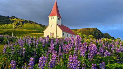 What You Need to Know About Lupine Flowers in Iceland